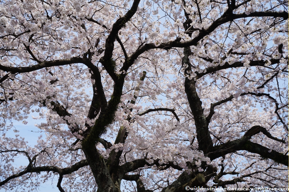 04Apr13 Matsue 036