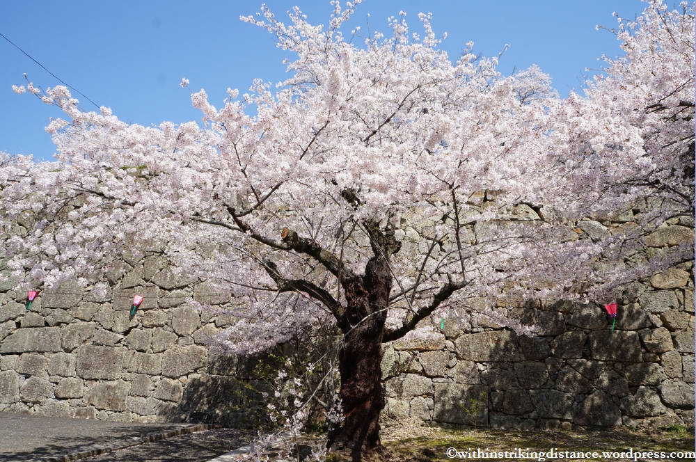 05Apr13 Tsuyama 005