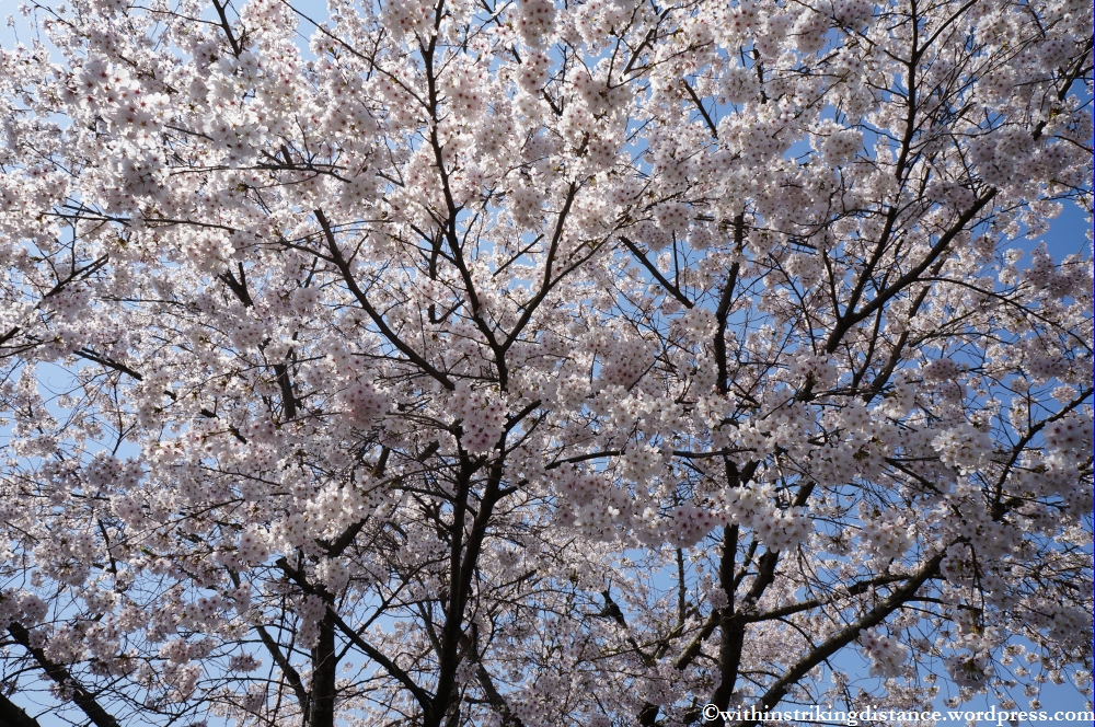 05Apr13 Tsuyama 018