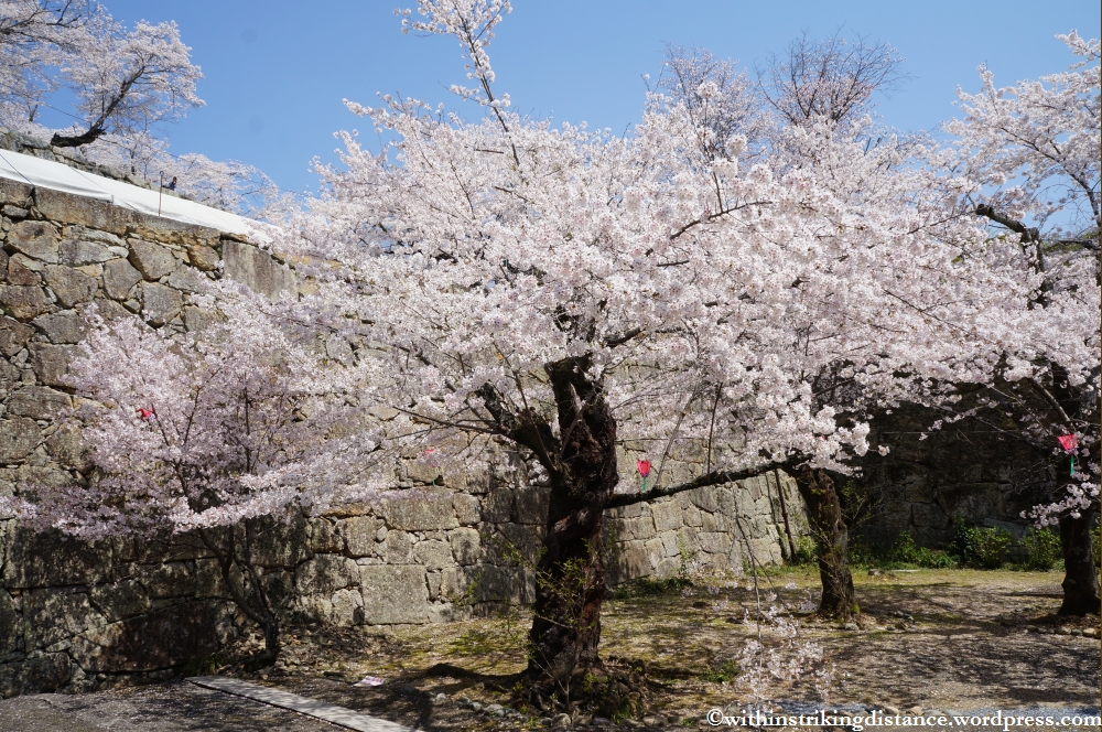 05Apr13 Tsuyama 048