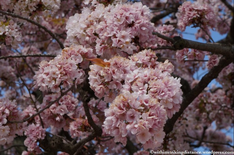 11Apr13 Kyoto Part 1 018