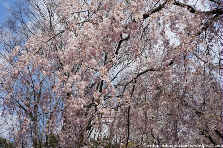 11Apr13 Kyoto Part 1 040