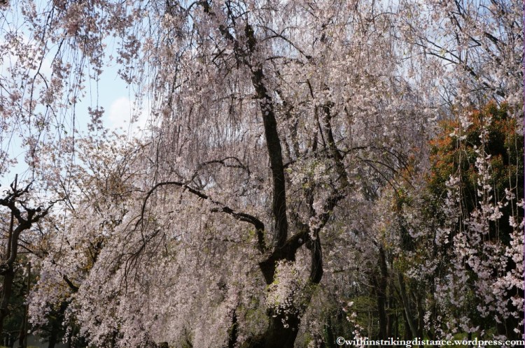 11Apr13 Kyoto Part 1 041