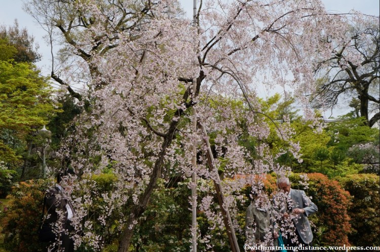 11Apr13 Kyoto Part 3 012