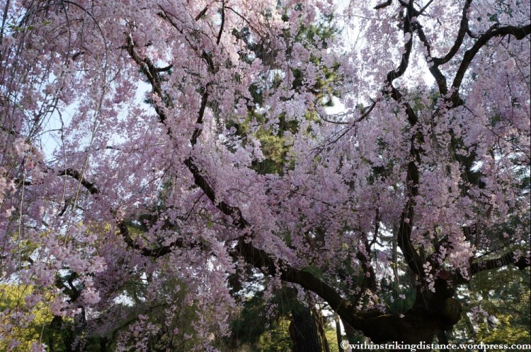 12Apr13 Kyoto Part 1 003