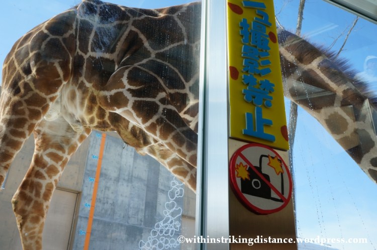 07Feb14 Asahikawa Asahiyama Zoo 013