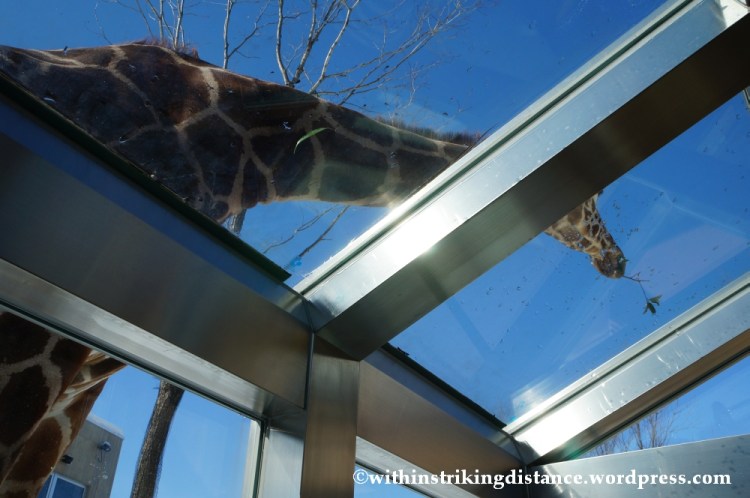 07Feb14 Asahikawa Asahiyama Zoo 014