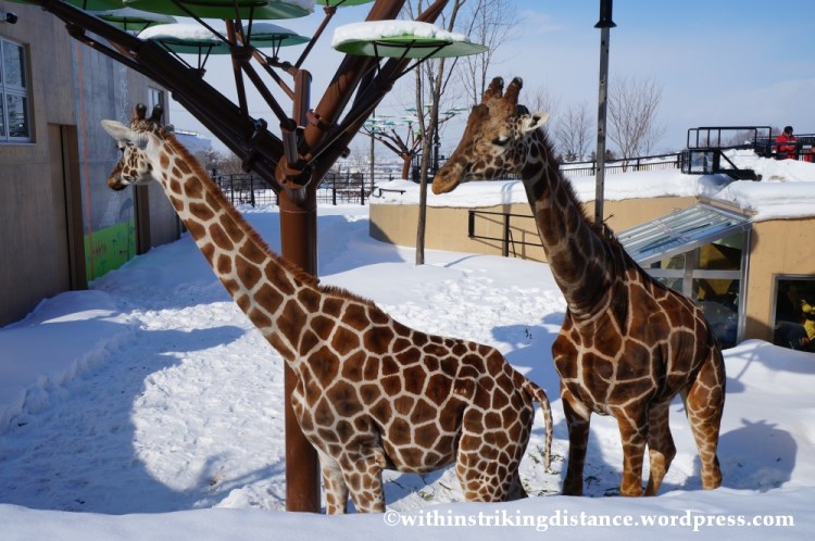 07Feb14 Asahikawa Asahiyama Zoo 015