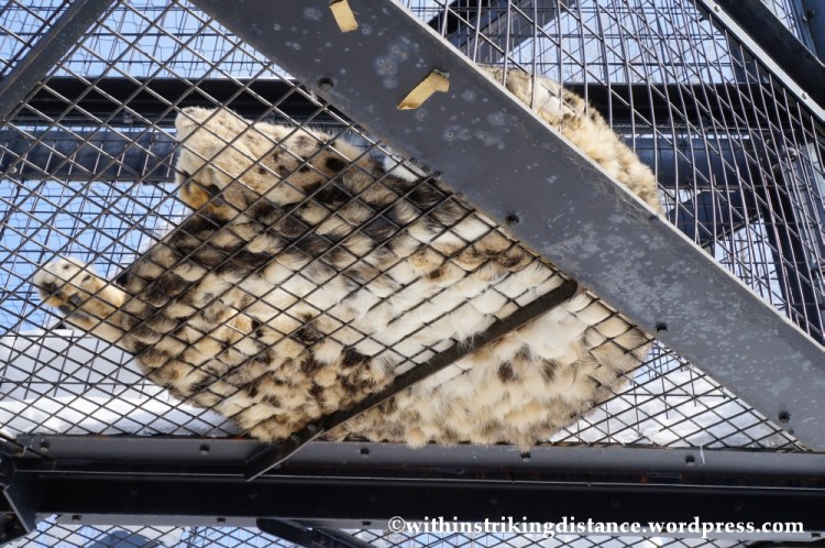 07Feb14 Asahikawa Asahiyama Zoo 024