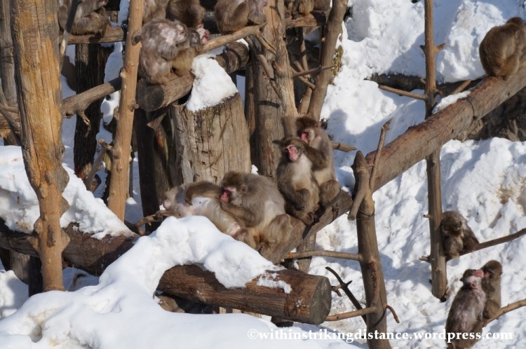 07Feb14 Asahikawa Asahiyama Zoo 041