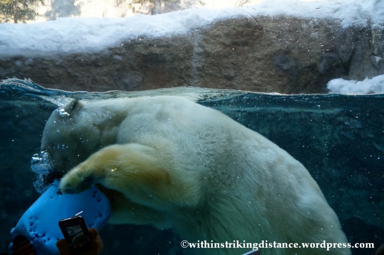 07Feb14 Asahikawa Asahiyama Zoo 043