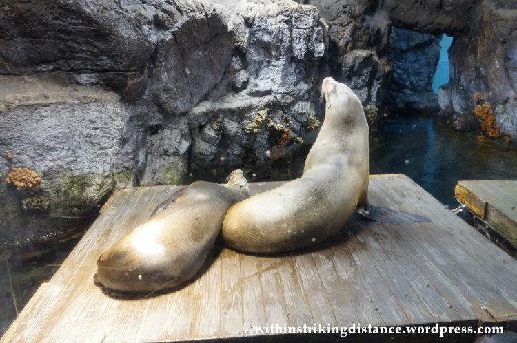 10Feb14 Osaka Aquarium Kaiyukan 004