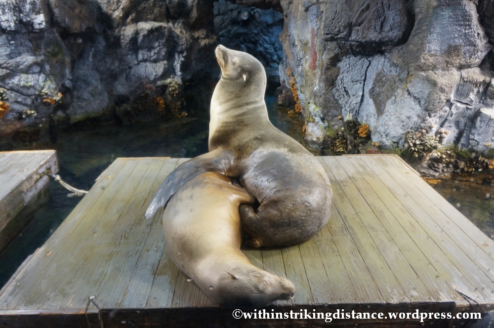 10Feb14 Osaka Aquarium Kaiyukan 005