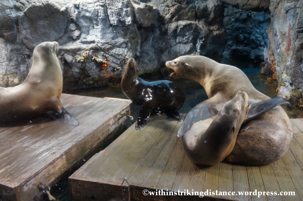 10Feb14 Osaka Aquarium Kaiyukan 006