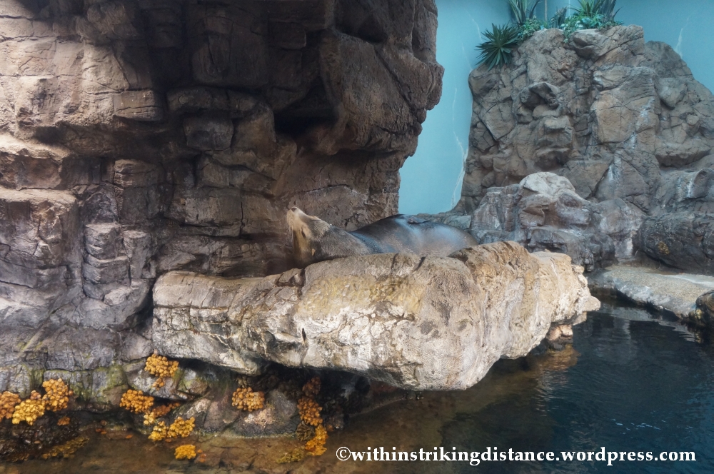 10Feb14 Osaka Aquarium Kaiyukan 007