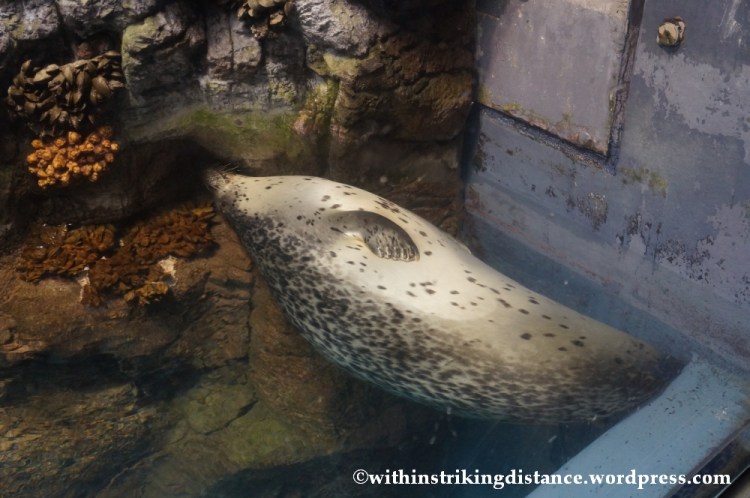10Feb14 Osaka Aquarium Kaiyukan 008