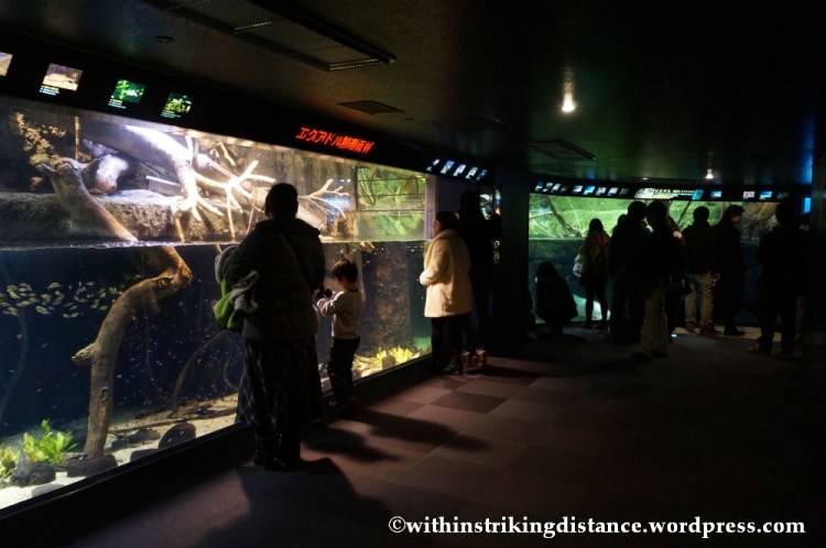 10Feb14 Osaka Aquarium Kaiyukan 010