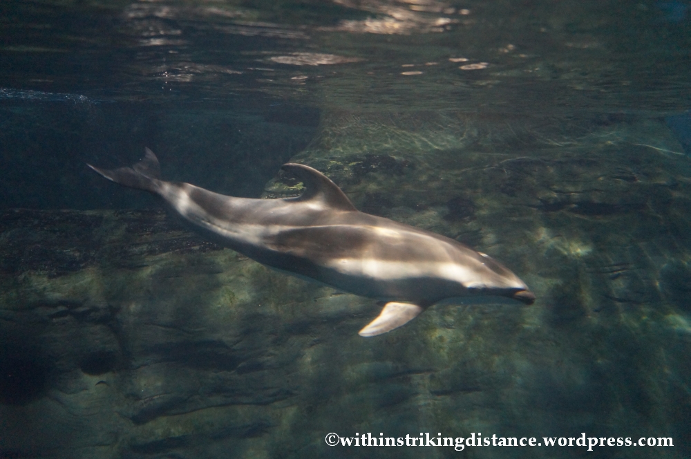 10Feb14 Osaka Aquarium Kaiyukan 013