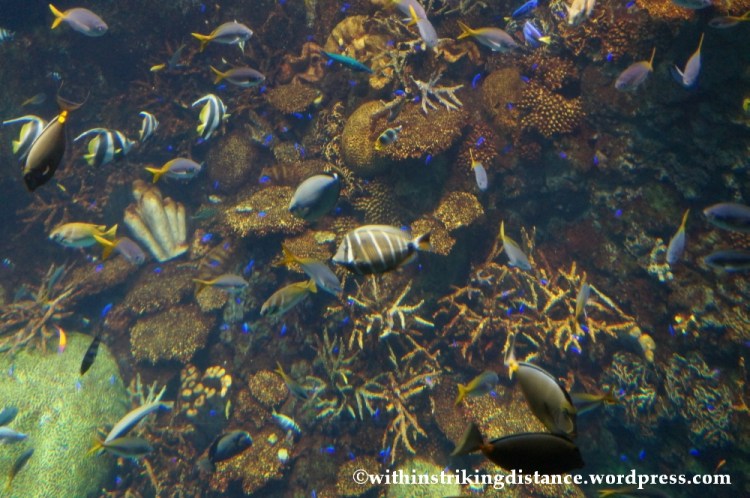 10Feb14 Osaka Aquarium Kaiyukan 014
