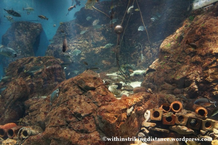 10Feb14 Osaka Aquarium Kaiyukan 017