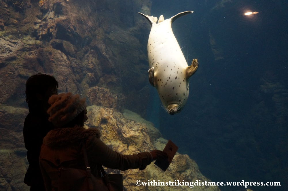 10Feb14 Osaka Aquarium Kaiyukan 018