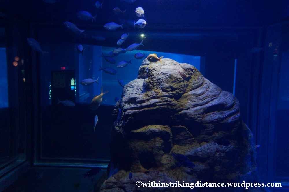 10Feb14 Osaka Aquarium Kaiyukan 022