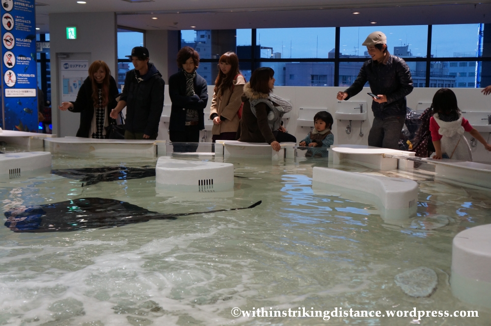 10Feb14 Osaka Aquarium Kaiyukan 027