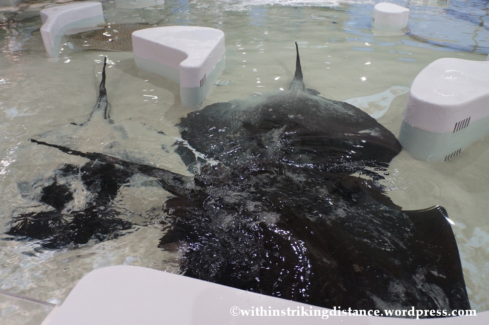 10Feb14 Osaka Aquarium Kaiyukan 029