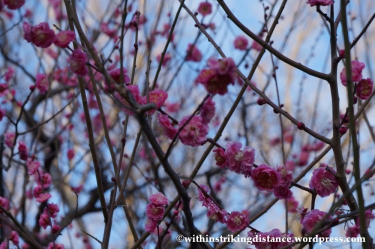 11Feb14 Osaka Japan 031