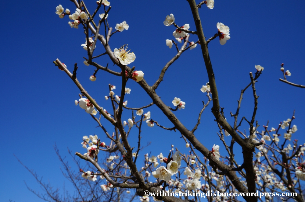 12Feb14 Iyo Matsuyama Castle Ehime Shikoku Japan 020
