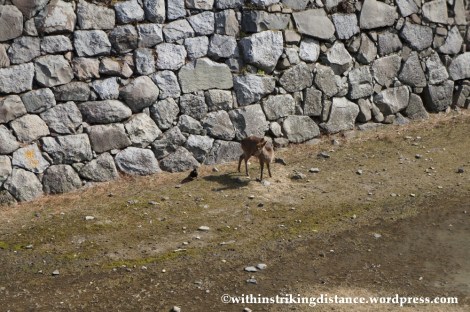 13Feb14 Nagoya Castle Japan 063