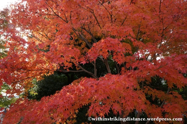 20Nov14 010 Autumn Byodo-in Uji Kyoto Kansai Japan