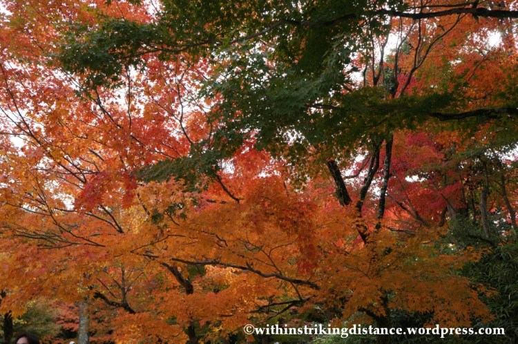 20Nov14 020 Autumn Byodo-in Uji Kyoto Kansai Japan