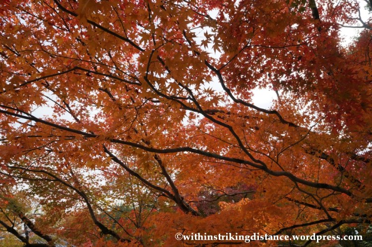 20Nov14 021 Autumn Byodo-in Uji Kyoto Kansai Japan