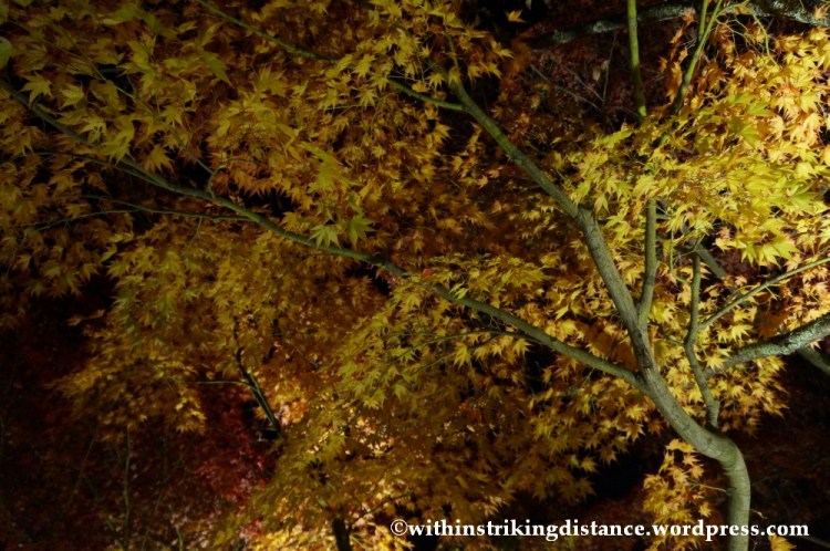 20Nov14 005 Autumn Leaves Eikando Zenrinji Kyoto Kansai Japan
