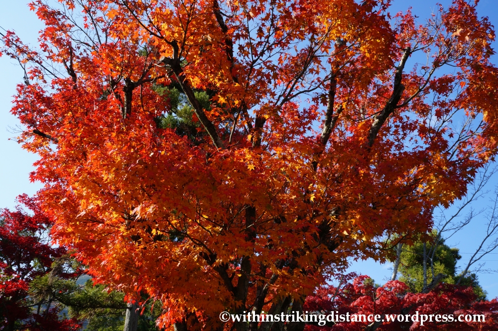 22Nov14 003 Autumn Tenryu-ji Arashiyama Kyoto Kansai Japan