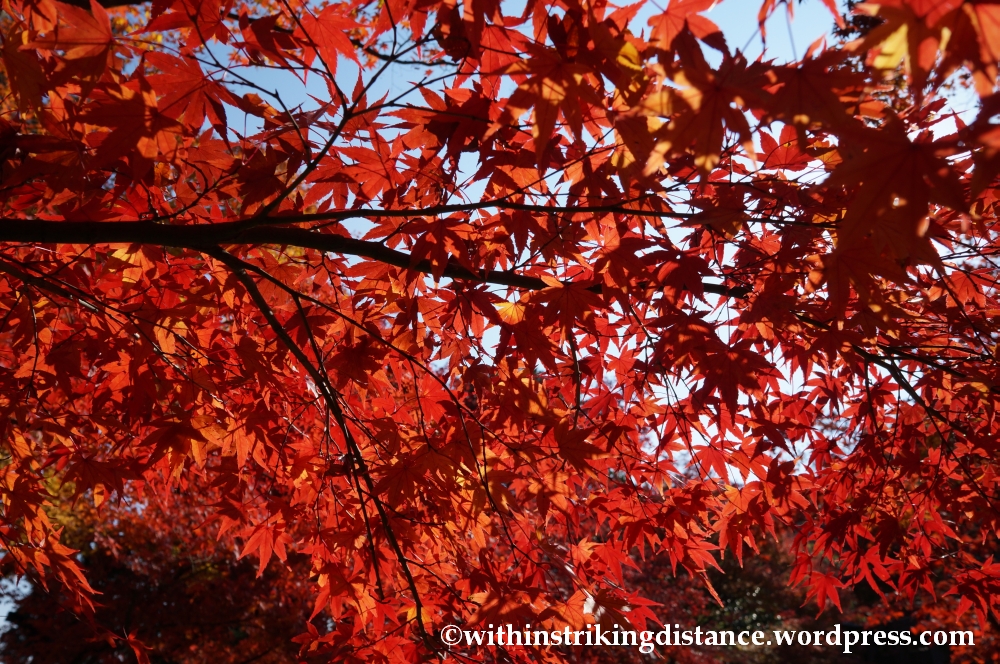 22Nov14 004 Autumn Jojakko-ji Arashiyama Kyoto Kansai Japan
