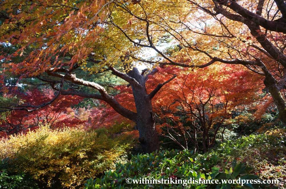 22Nov14 004 Autumn Okochi Sanso Arashiyama Kyoto Kansai Japan