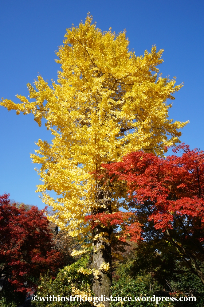 22Nov14 005 Autumn Jojakko-ji Arashiyama Kyoto Kansai Japan