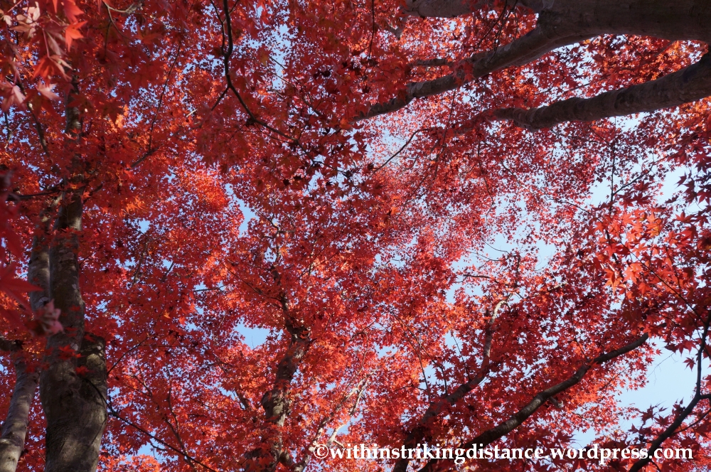 22Nov14 008 Autumn Okochi Sanso Arashiyama Kyoto Kansai Japan