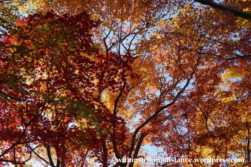 22Nov14 011 Autumn Okochi Sanso Arashiyama Kyoto Kansai Japan