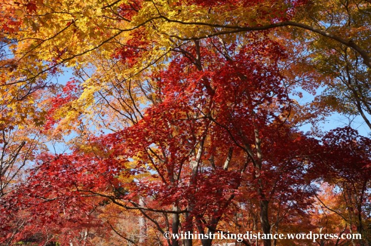 22Nov14 012 Autumn Okochi Sanso Arashiyama Kyoto Kansai Japan