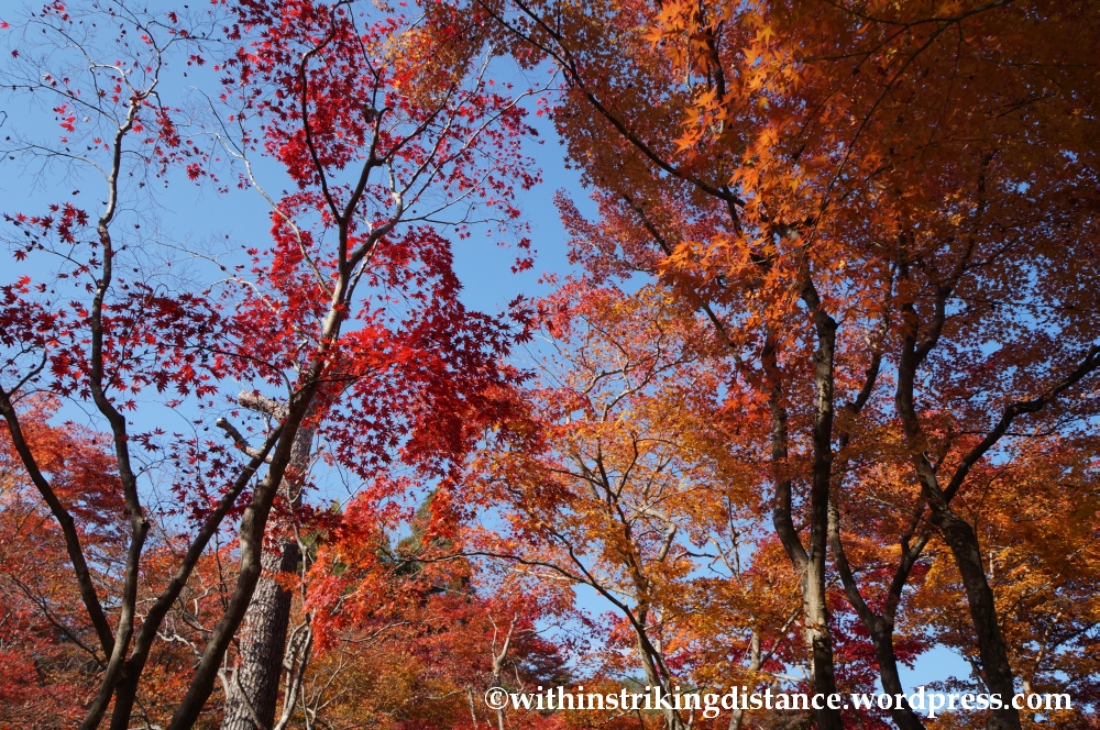 22Nov14 014 Autumn Okochi Sanso Arashiyama Kyoto Kansai Japan
