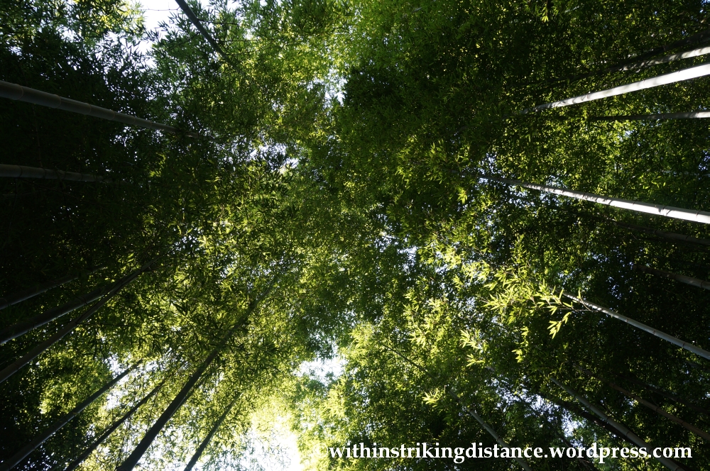 22Nov14 015 Bamboo Grove Tenryu-ji Arashiyama Kyoto Kansai Japan