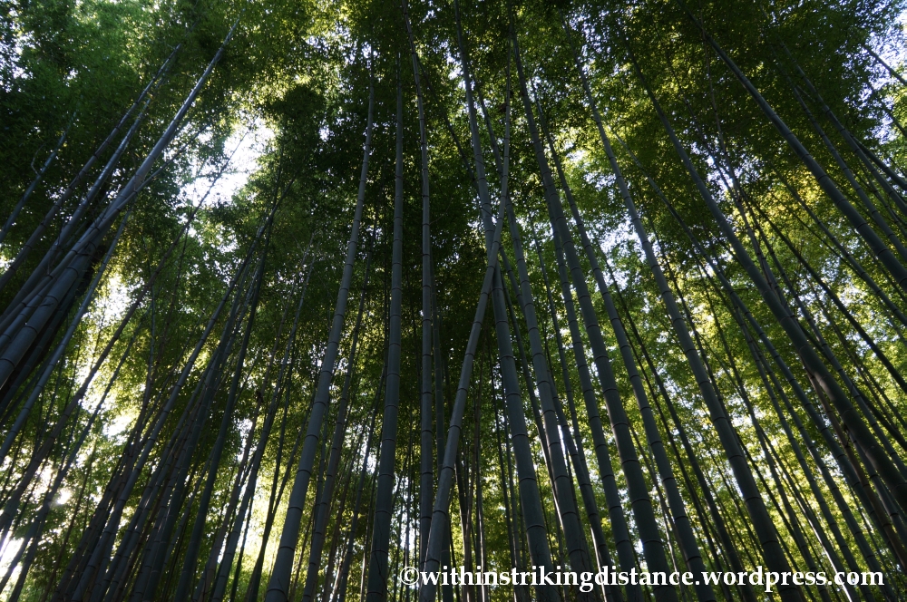 22Nov14 016 Bamboo Grove Tenryu-ji Arashiyama Kyoto Kansai Japan