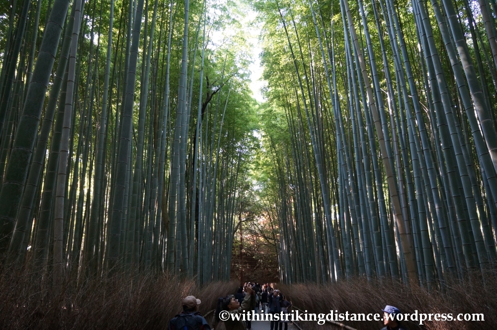 22Nov14 017 Bamboo Grove Tenryu-ji Arashiyama Kyoto Kansai Japan