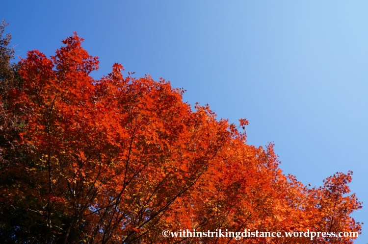 22Nov14 019 Autumn Okochi Sanso Arashiyama Kyoto Kansai Japan
