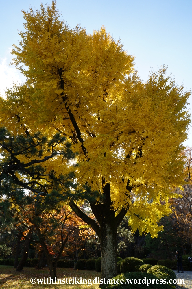 23Nov14 015 Ginkgo Autumn Leaves Nijo Castle Kyoto Kansai Japan