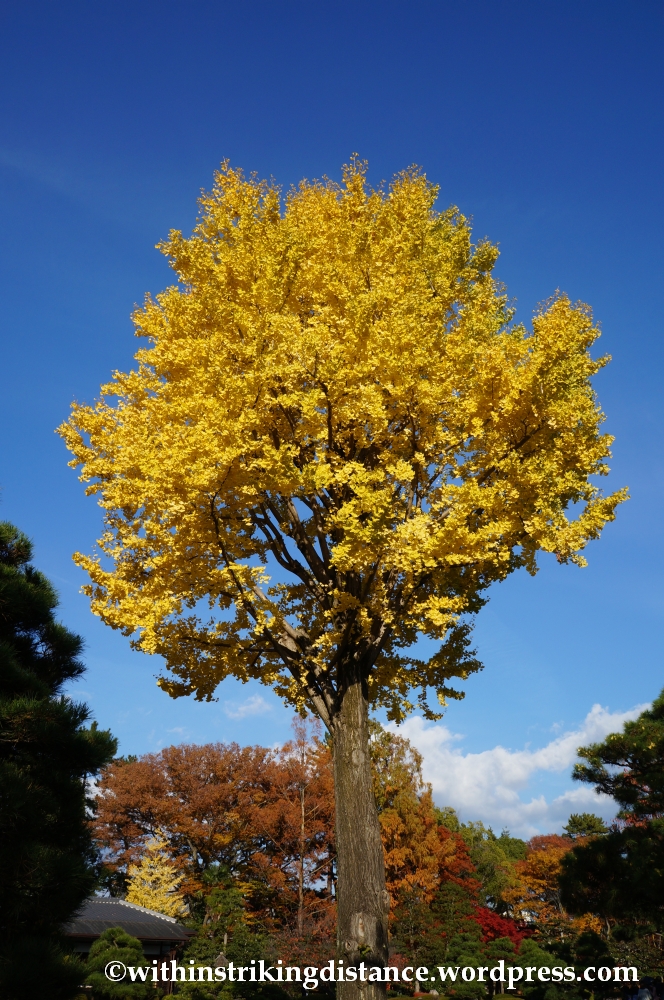 23Nov14 016 Ginkgo Autumn Leaves Nijo Castle Kyoto Kansai Japan