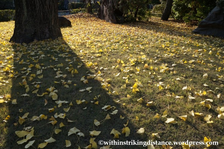 23Nov14 020 Ginkgo Autumn Leaves Nijo Castle Kyoto Kansai Japan